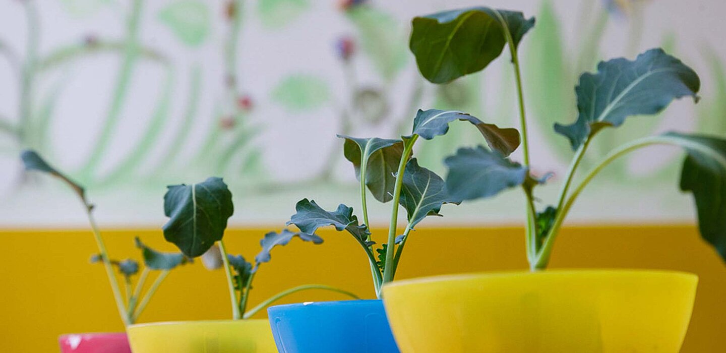 Pflanzen in bunten Kübeln