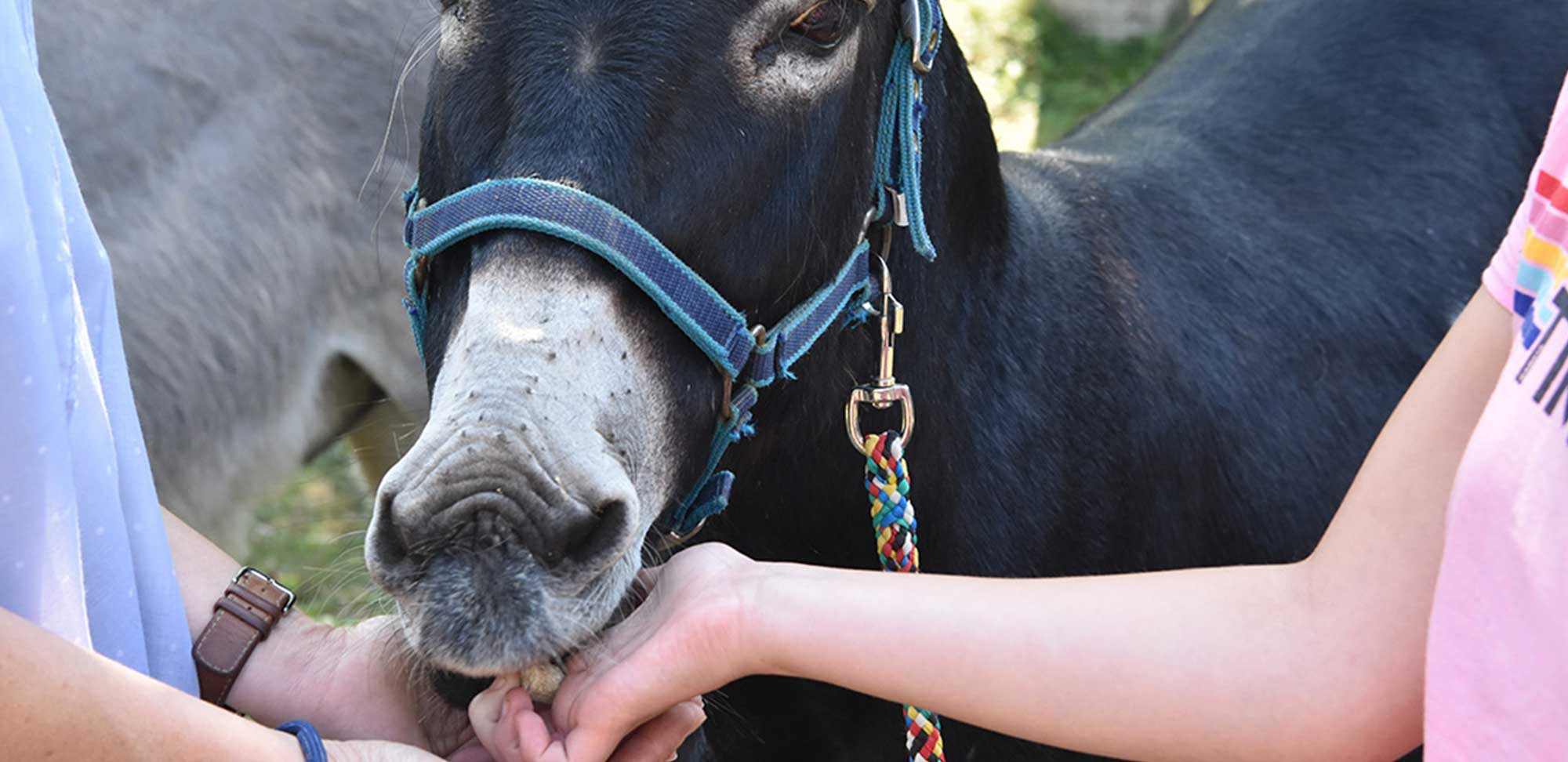 Ein Esel wird von 2 Menschen gefüttert